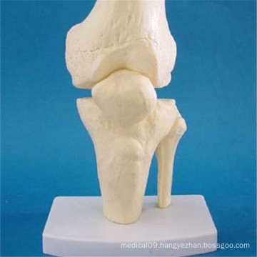 Human Knee Joint Anatomy Skeleton Model for Teaching (R020919)